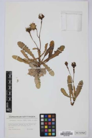 Reichardia ligulata (Vent.) G.Kunkel & Sunding