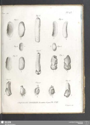 Coquilles fossiles des environs de Paris. PL. XXIV
