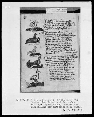 Jean de Mandeville, Reise nach Jerusalem — Vogeldarstellungen zu Vogelsprüchen, Folio 113verso