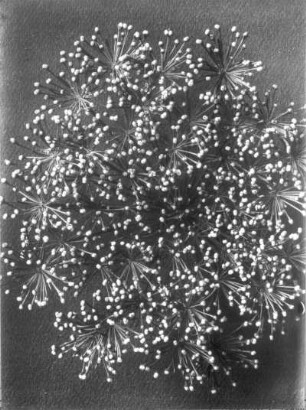 Sumpf-Brennolde (Selinum venosum, syn.: Cnidium venosum KOCH, C. dubium THEIL.), Teil der Fruchtdolde
