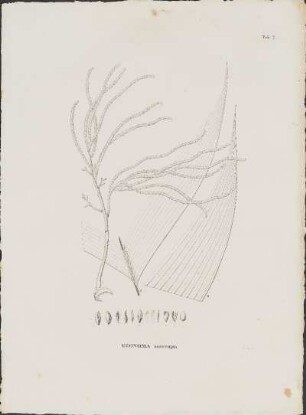 Tab. 7. Geonoma interrupta