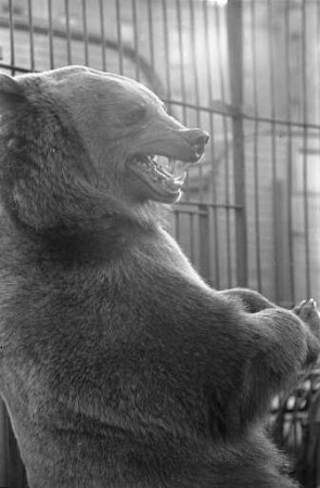 Bären im Karlsruher Zoo