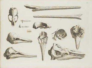 Kupfertafel VII
