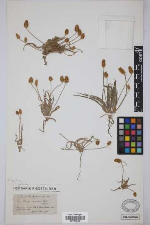 Plantago decumbens C. Gay ex Barn.