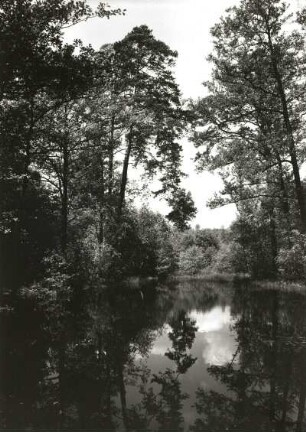 Landschaftspflege. Uferlandschaft eines Auenwaldes