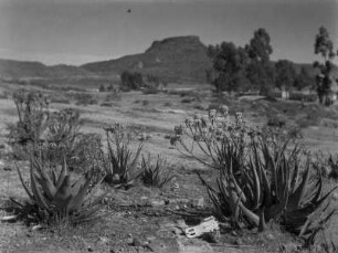 Blühende Aloe : Blühende Aloe-Pflanze bei Senafe