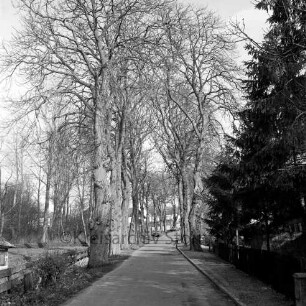 Kastanienallee: Straßenansicht:mittig die Fahrbahn, seitlich Kastanienbäume, im Hintergrund Wohngebäude