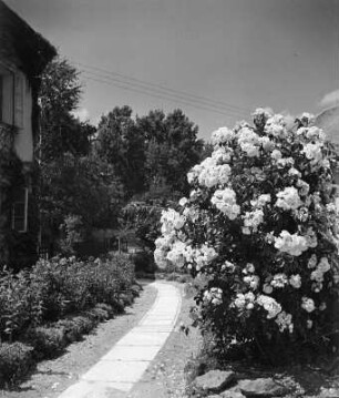 Hauszugang mit blühendem Strauch (Rosen?) in Klagenfurt am Wörthersee