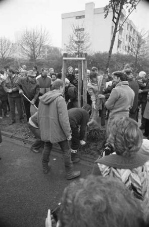 Anpflanzung von 35 Eschen in der Battstraße in Rüppurr