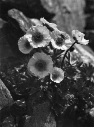 Gletscher-Hahnenfuß (Ranunculus glacialis), Pflanzenart aus der Familie der Hahnenfußgewächse (Ranunculaceae)