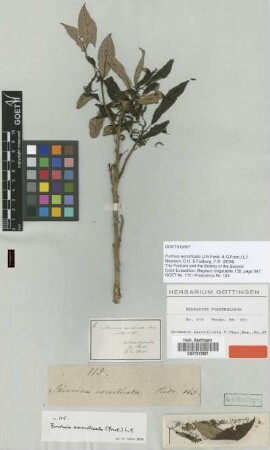 Skinnera excorticata J.R.Forst. & G.Forst. [type]