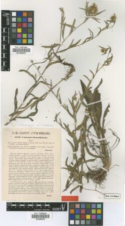 Centaurea simonkaiana Hayek [type]