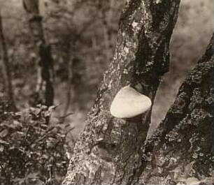 Gemeine Birkenpilz, Birken-Röhrling, Kapuziner oder Geißpilz (Leccinum scabrum, syn. Boletus scaber oder Krombholzia scabra)