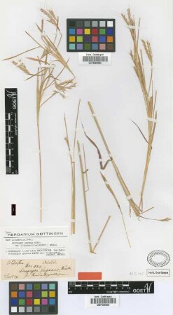 Andropogon gayanus Kunth var. tridentatus (Hochst.) Hack.[isotype]