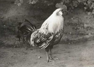 Hühnervogel (Galli). Wyandottenhahn (Gallus domesticus)