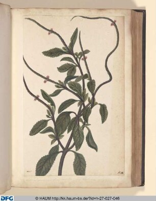 Verbena communis flore caeruleo. Sive. Verbena vulgoris.