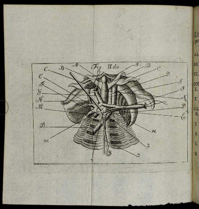 Fig. IIda.