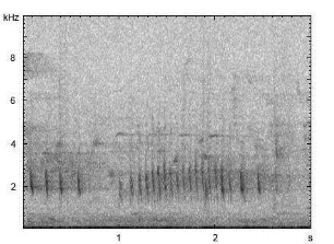 Amsel | Turdus merula - Ruf