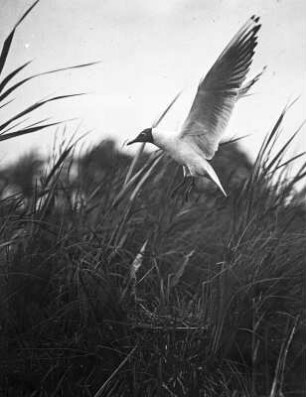 Lachmöwe (Larus ridibundus L.), am Nest anfliegend