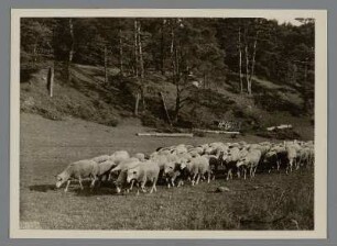Niederschlesien. Bei Bolkenstein. Eine Schafherde zieht zur Tränke