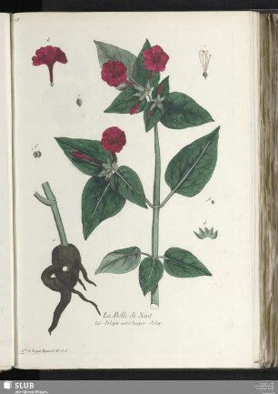 La Belle de Nuit
