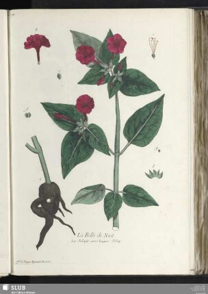 La Belle de Nuit