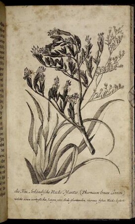 Die Neu-Seeländische Flachs Pflantze. (Phormium tenax Linnaei.) welche einen vortreflichen, langen, wie Seide glaenzenden, überaus festen Flachs liefert.