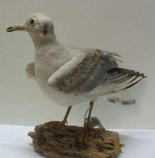 Lachmöwe (Jungvogel)