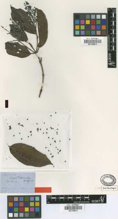 Miconia fendleriana Cogn.