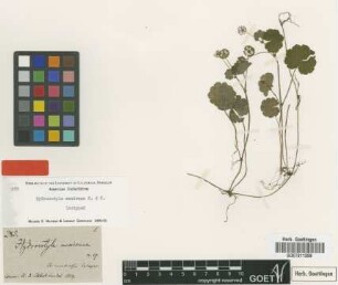 Hydrocotyle mexicana Schltdl. & Cham. [isotype]