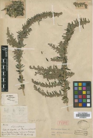 Lippia polystachya Griseb. [holotype]