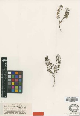 Veronica campylopoda Boiss. [syntype]