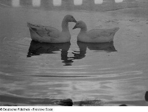 Zwei Enten auf einem Teich im Johannapark