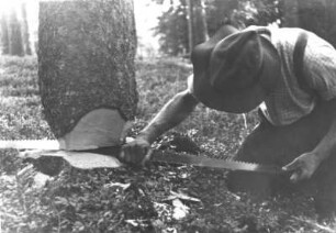 Schwarzwald. Holzfäller fällt einen Baum mit Säge
