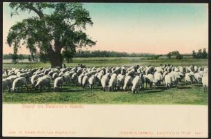 Sheep at Baldwins Ranch