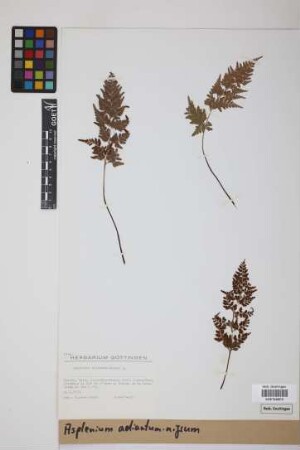 Asplenium adiantum-nigrum L.