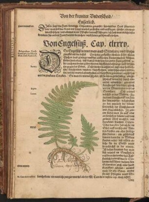 Von Engelfuß, Cap. CLXXXV