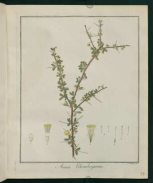 27r, Acacia Ehrenbergania