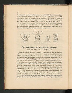 Die Sonderform des menschlichen Beckens.