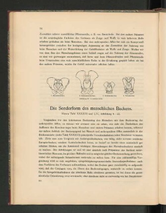 Die Sonderform des menschlichen Beckens.