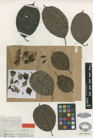 Blakea brasiliensis Cogn. [type]