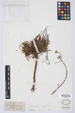 Tolpis maderensis sp. nov.