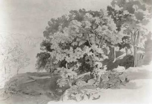 Reinhold, Heinrich. Baumstudie. Feder, Bister getuscht. Privatbesitz