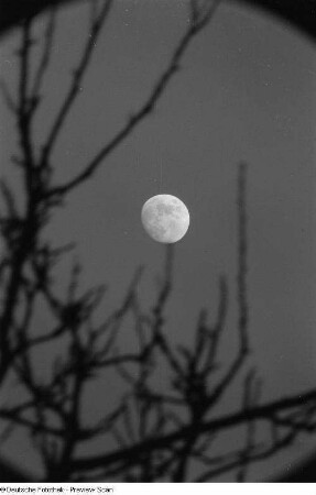 Mond umrahmt von Ästen