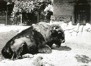 Bison im Freigehege des Zebuhauses