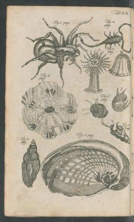 Tab. XX. Fig. 1. pag. - Fig. 8. pag.