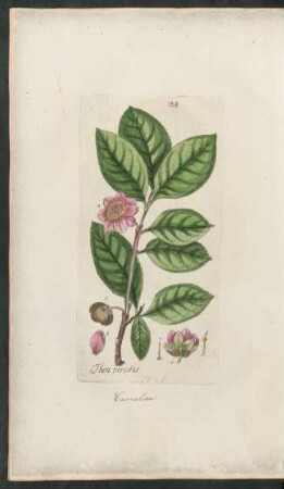138. Thea viridis