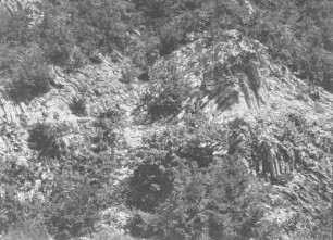 Berghang : Vegetation an einem Berghang.