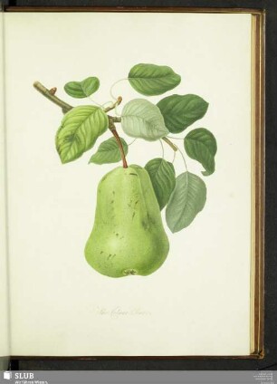 The Colmart Pear