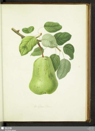 The Colmart Pear